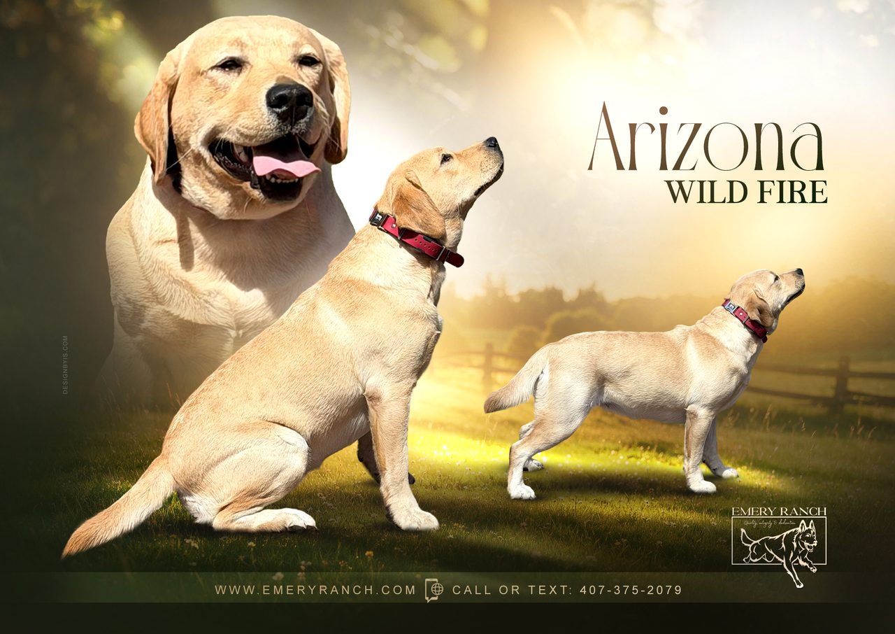 Arizona