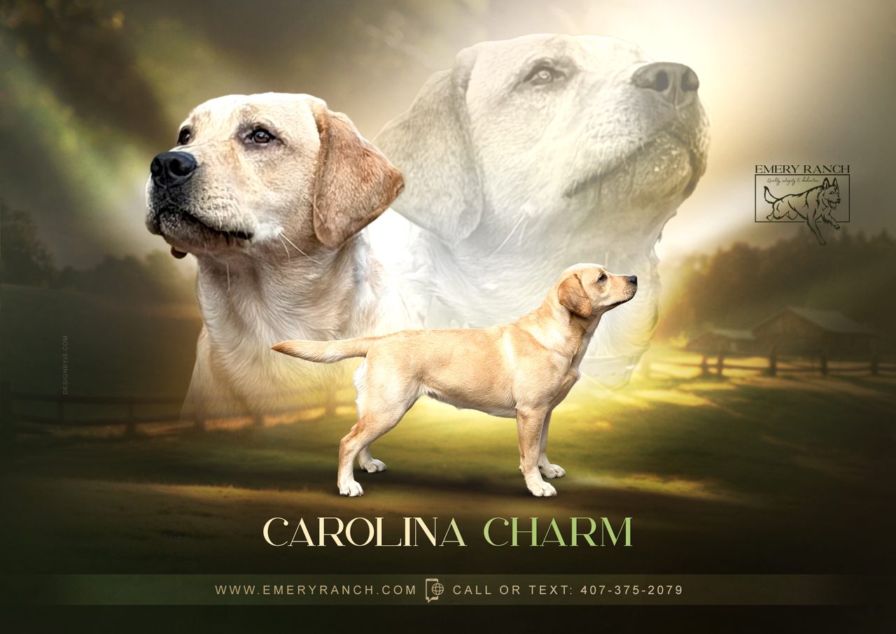 Carolina