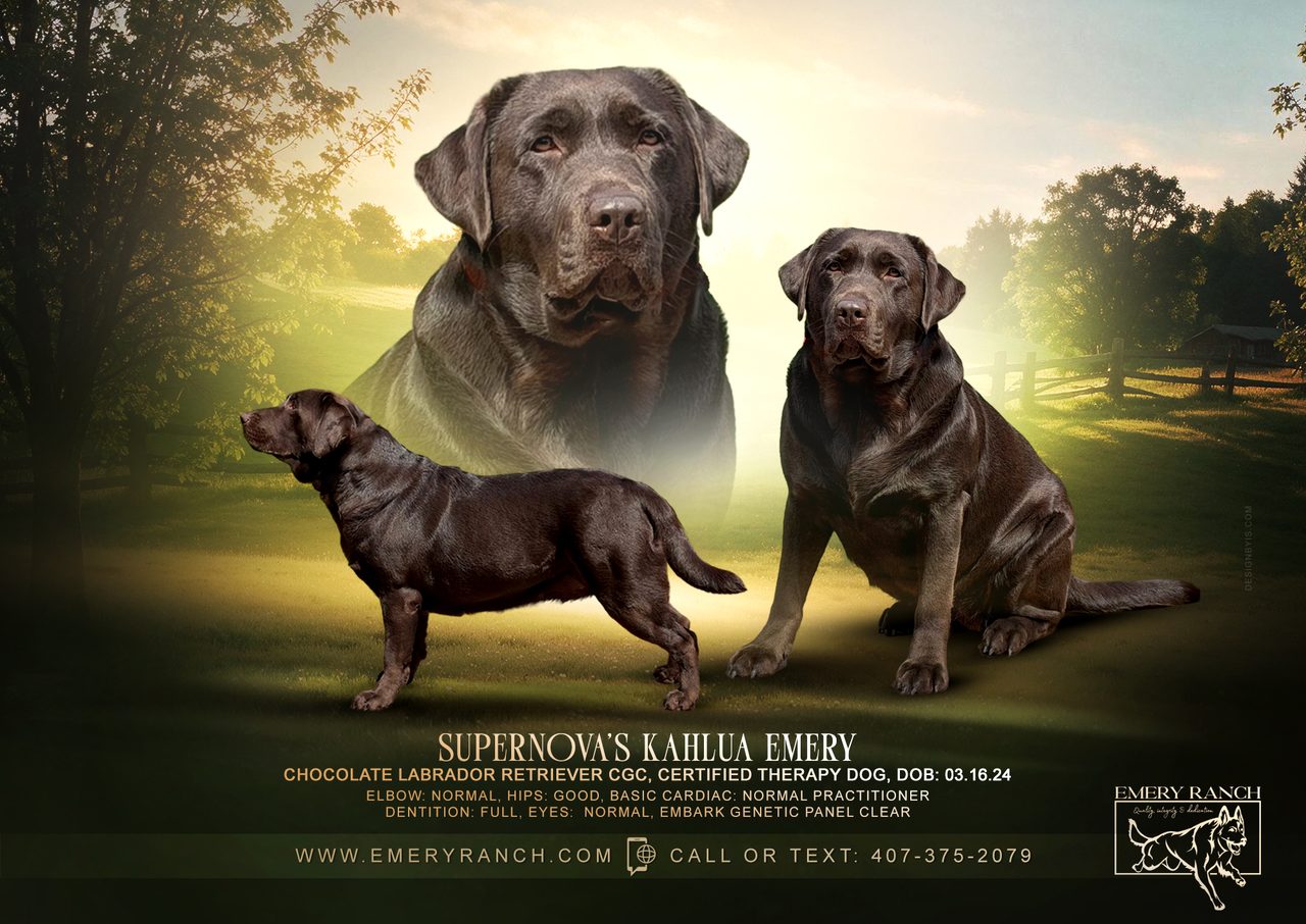 Kahlua — Chocolate Labrador Retriever