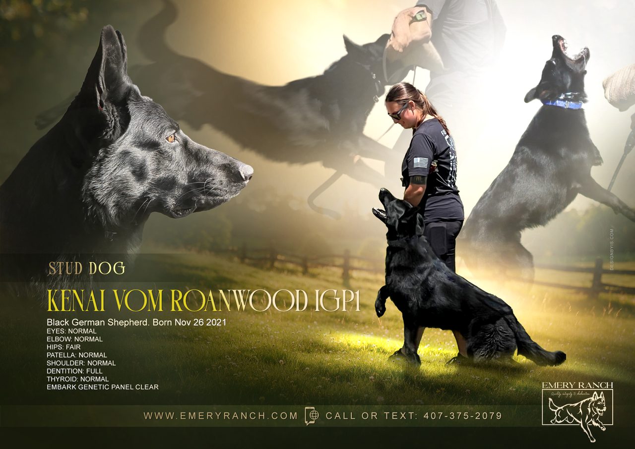 Kenai Vom Roanwood IGP1 — Black German Shepherd stud dog at Emery Ranch