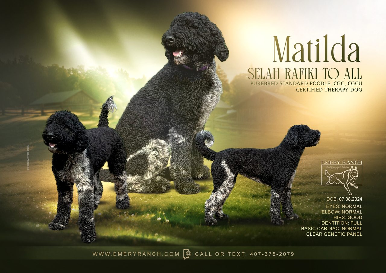 Tilly — Standard Poodle