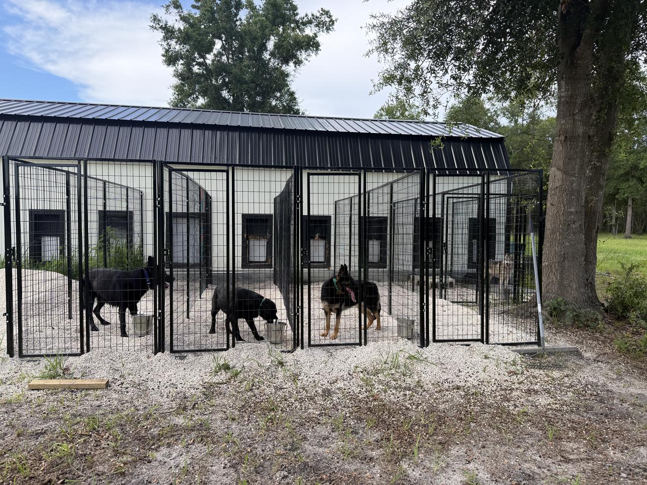 Dogs in their runs at feeding time