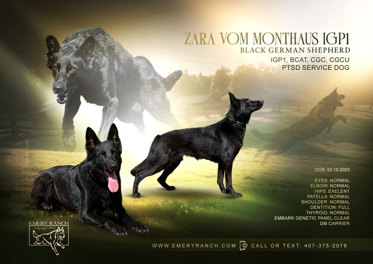 Zara Vom Monthaus — German Shepherd Dog